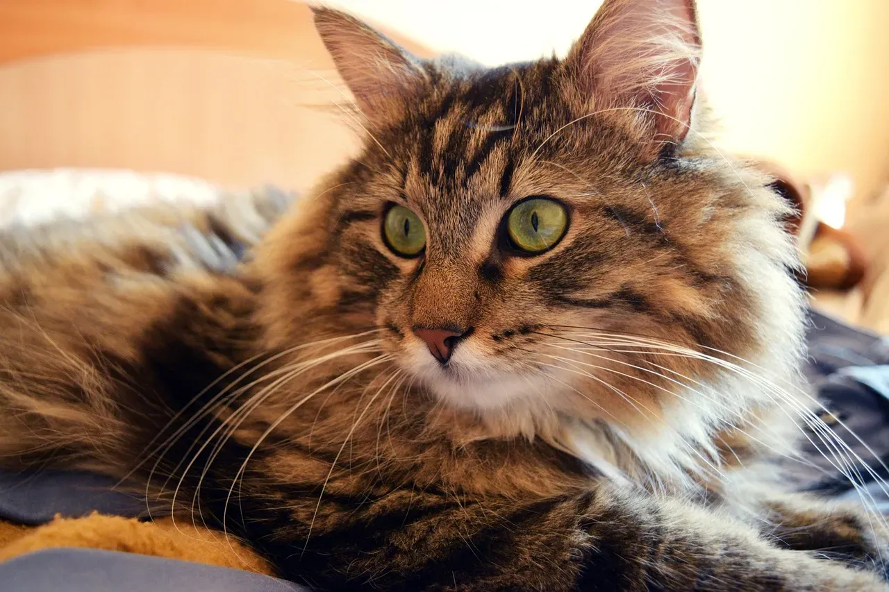 #4 Cats notice when routines break (Image Credits: Pixabay)
