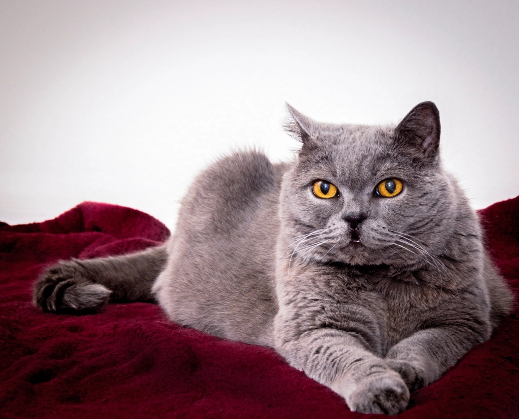 British Shorthair: The Gentle Giant (Image Credits: Rawpixel)
