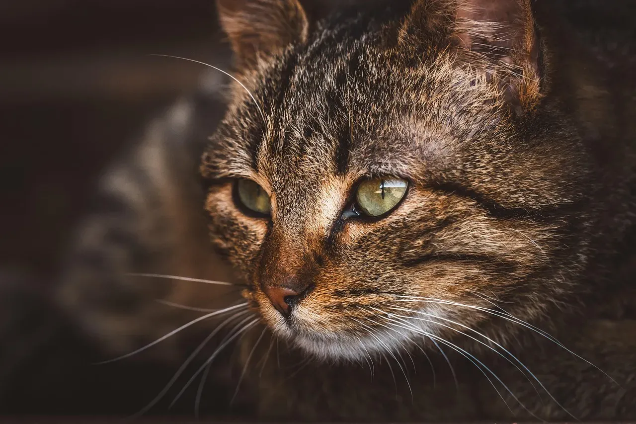 Memory in cats is longer and more detailed than most people assume (Image Credits: Pixabay)