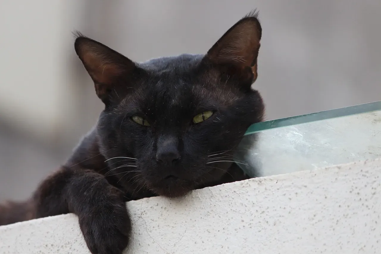 Myth 5: Black Cats Are Harder to Photograph (So They're Less Adoptable) (Image Credits: Pixabay)