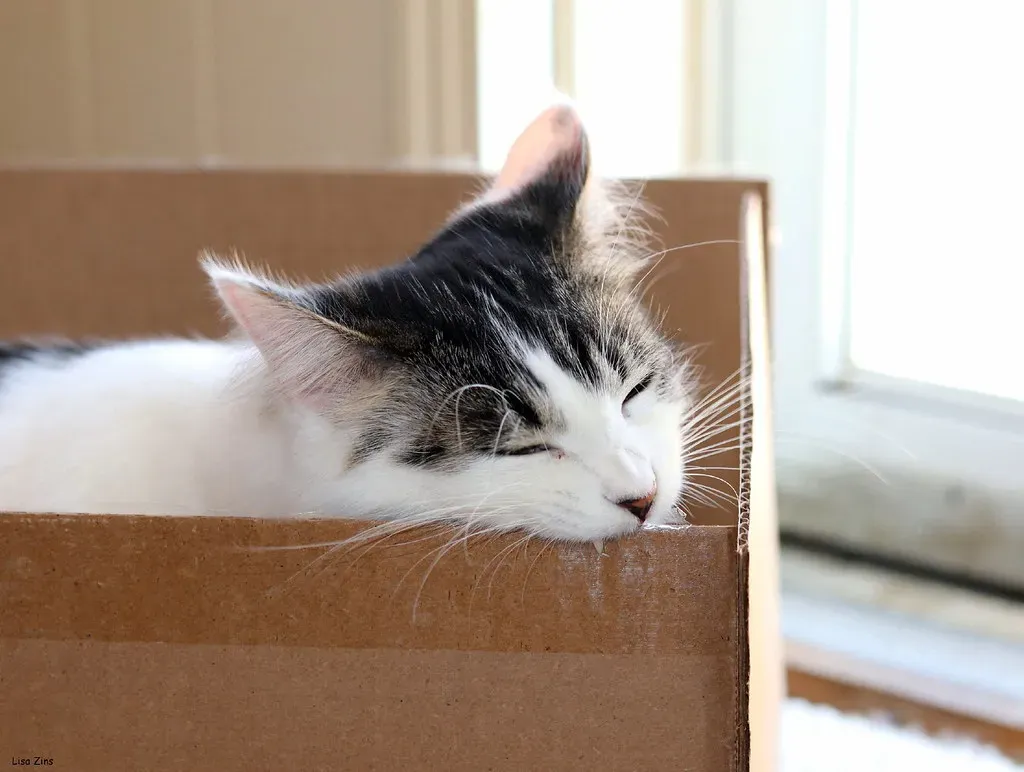 Territory, Scent, and the Art of Claiming What's Yours (Lisa Zins, Flickr, CC BY 2.0)