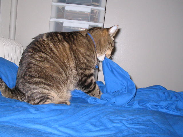 Kneading and Making Biscuits: Pure Contentment (Image Credits: Flickr)
