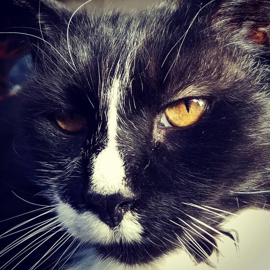 #9 - Their Meows Shrink Into Soft, Rare Check-Ins (paleololigo, Flickr, CC BY-SA 2.0)