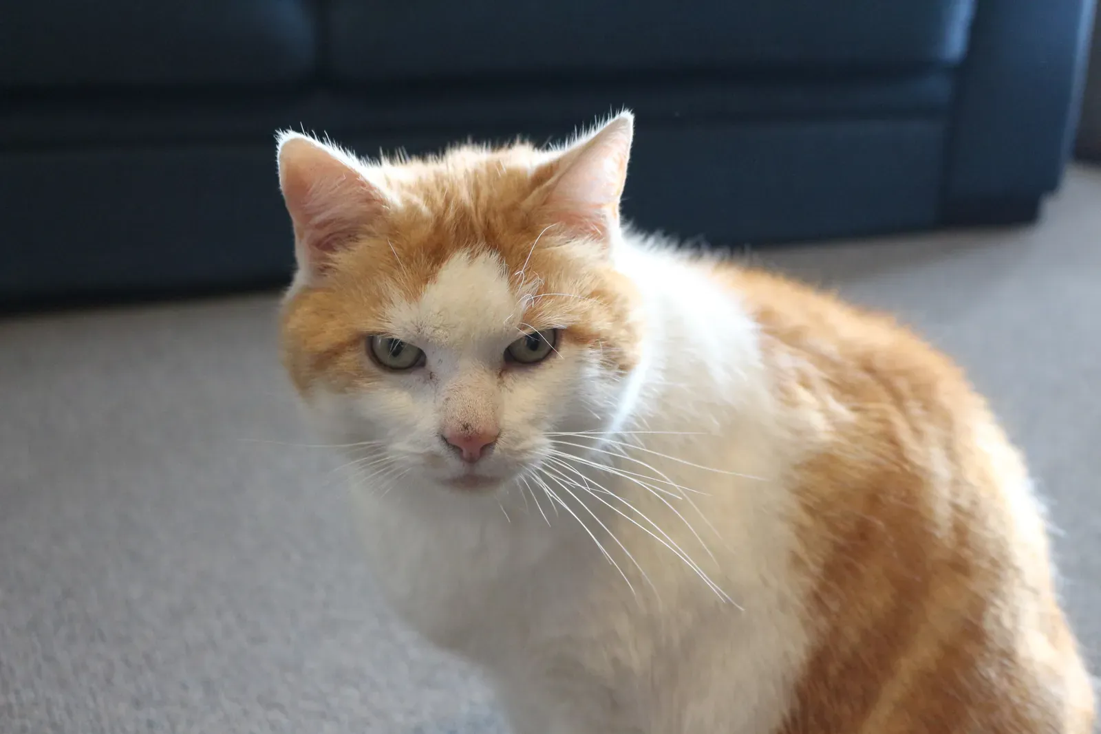 #1 Cats Build Secret Mental Maps of Your Home (By Luke Rogers, CC BY-SA 4.0)