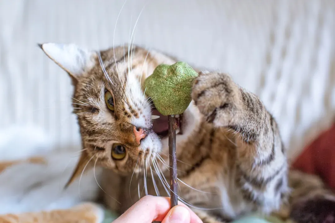 Catnip Alternatives: What to Do When Your Cat Says No (Image Credits: Unsplash)