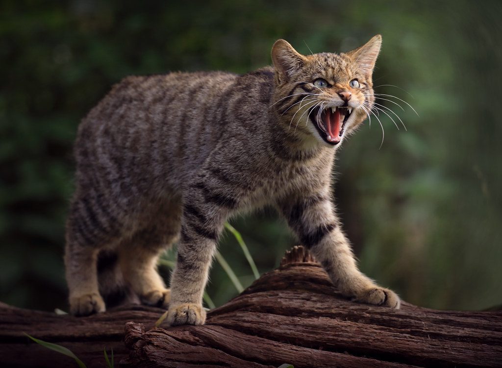 The Wild Spirit Lives On (Image Credits: Flickr)