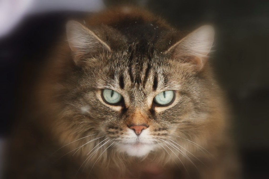 Virgo: The Analytical Empath (Image Credits: Flickr)