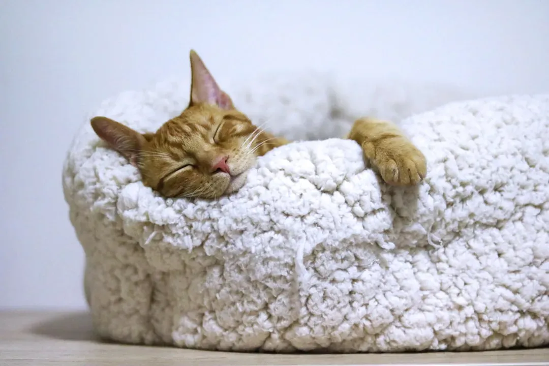 7. Orthopedic Memory Foam Beds: Senior Cats Deserve Premium Support (Image Credits: Unsplash)