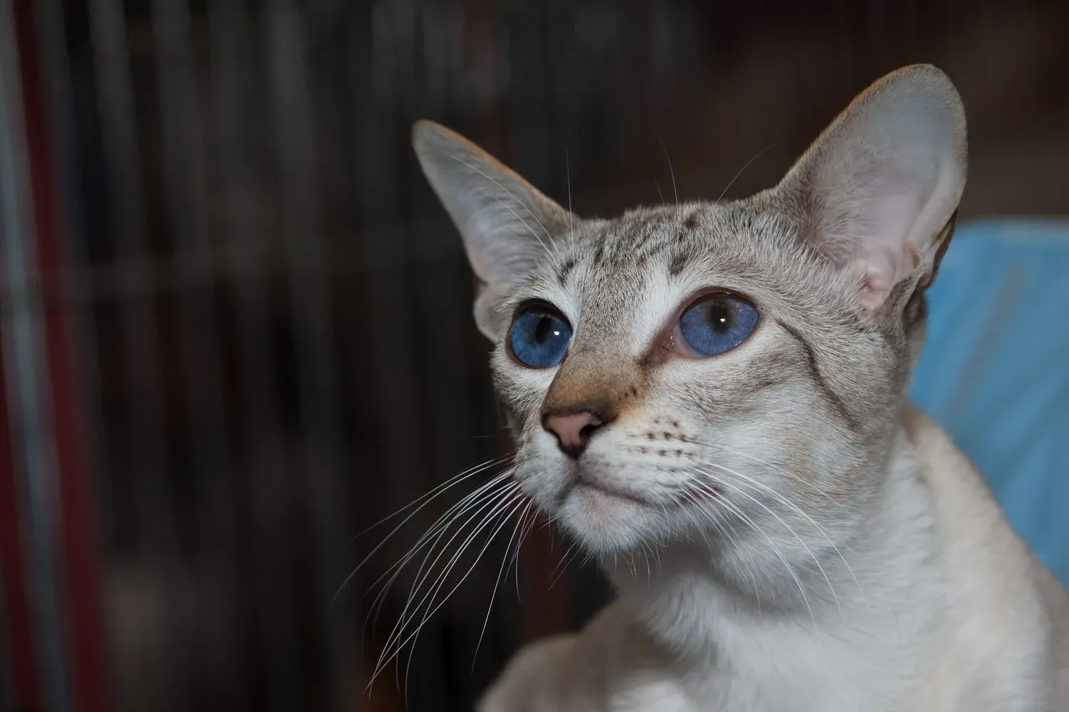#4 - Colorpoint Shorthair: The Built-In Alarm System (By Kamée, CC BY 3.0)