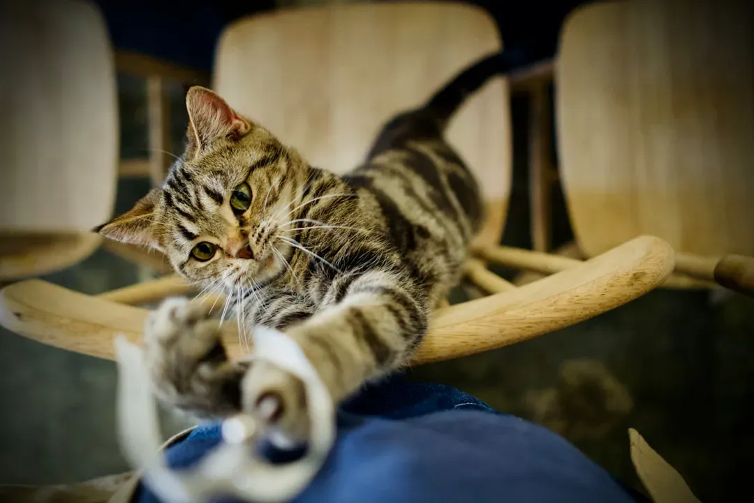 You Invest in Real Environmental Enrichment (Image Credits: Unsplash)