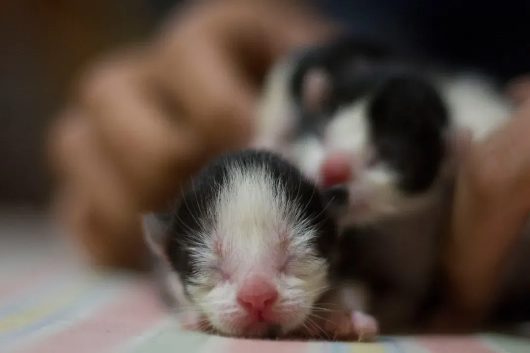 #7 - Kittens Are Purring Before They Can See or Hear (Image Credits: Unsplash)