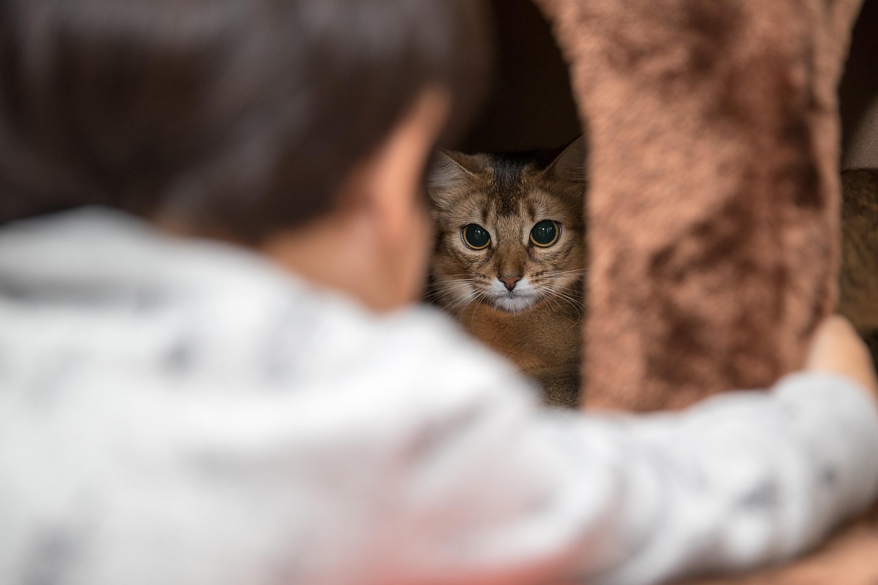 Security and Comfort: Your Personal Feline Guardian (Image Credits: Pixabay)