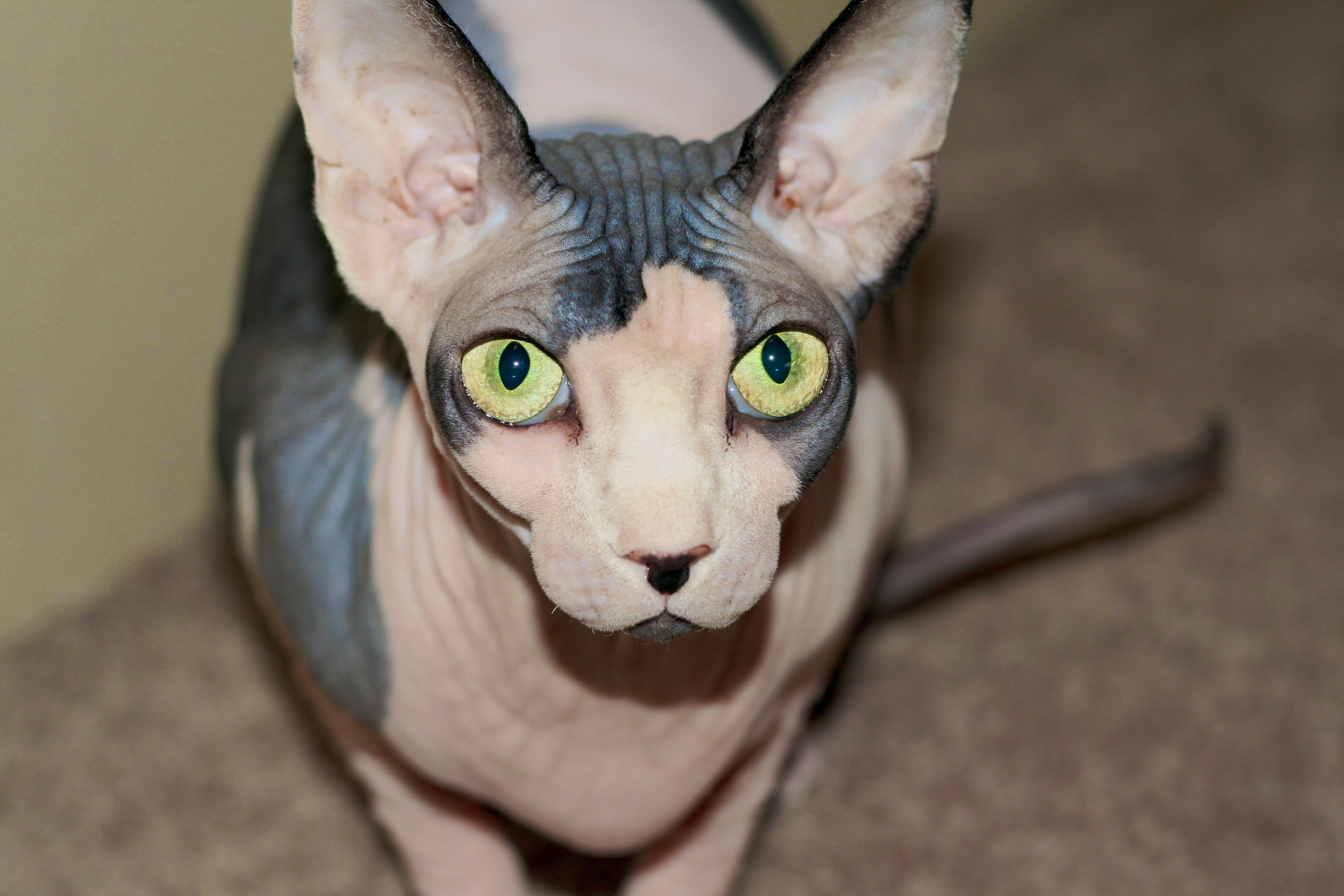 Sphynx Cats (Image Credits: Wikimedia)