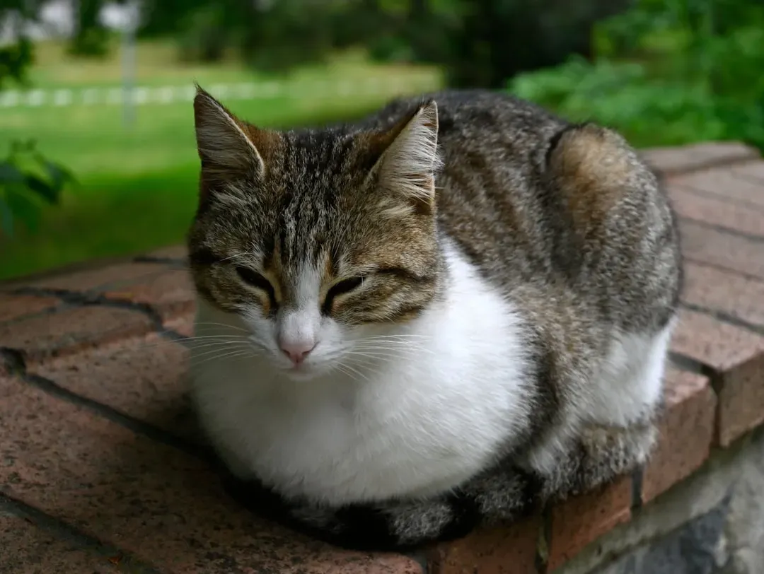 #5 - She Loafs With Her Paws Tucked Under Her Body (Image Credits: Unsplash)
