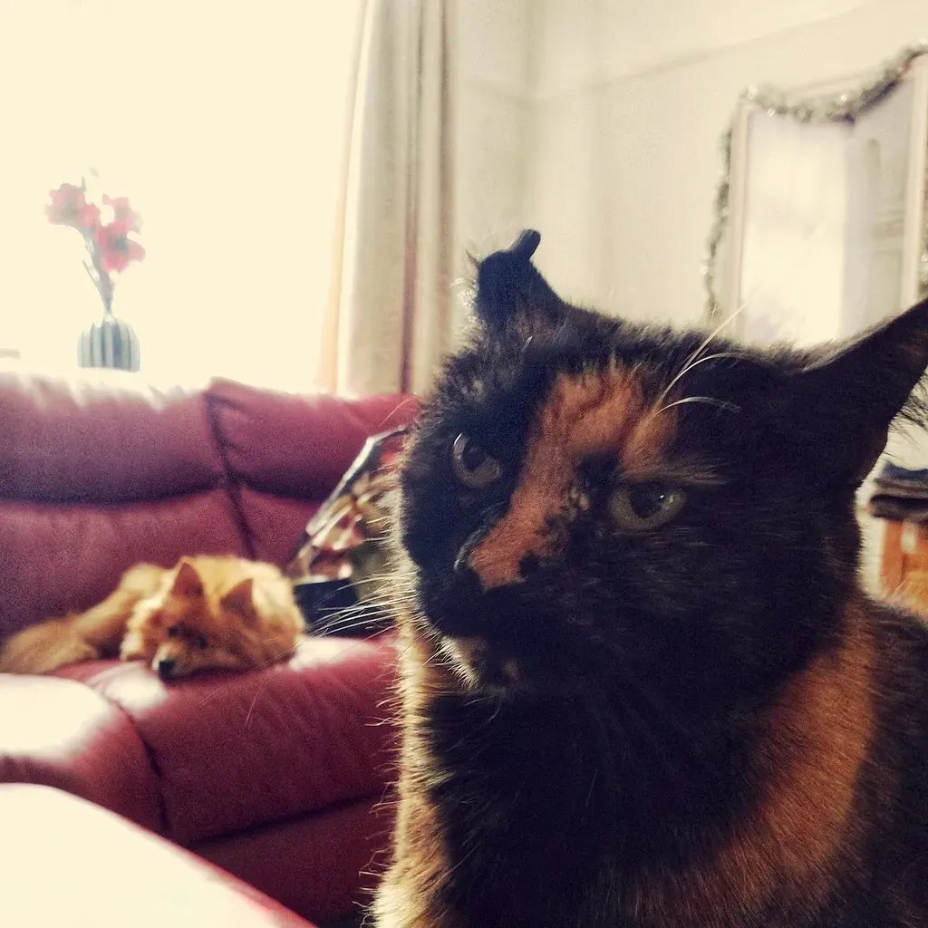 They Make You Laugh and Feel More Positive (Image Credits: Flickr)