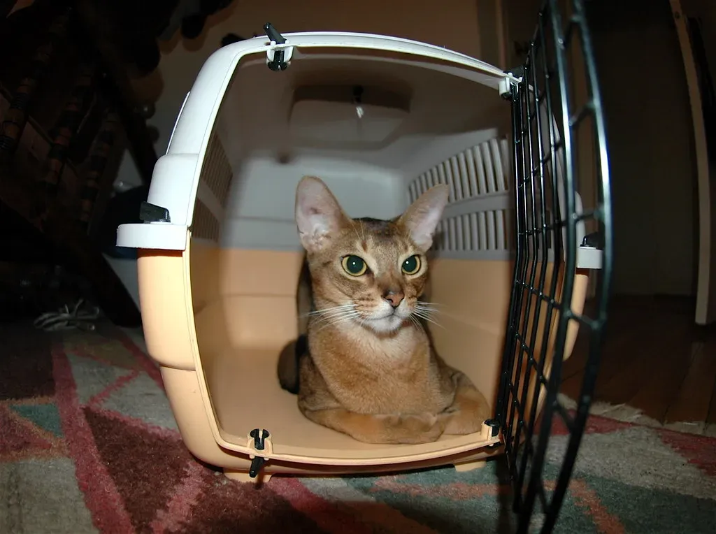 Carrier Training Is Non-Negotiable (Image Credits: Flickr)