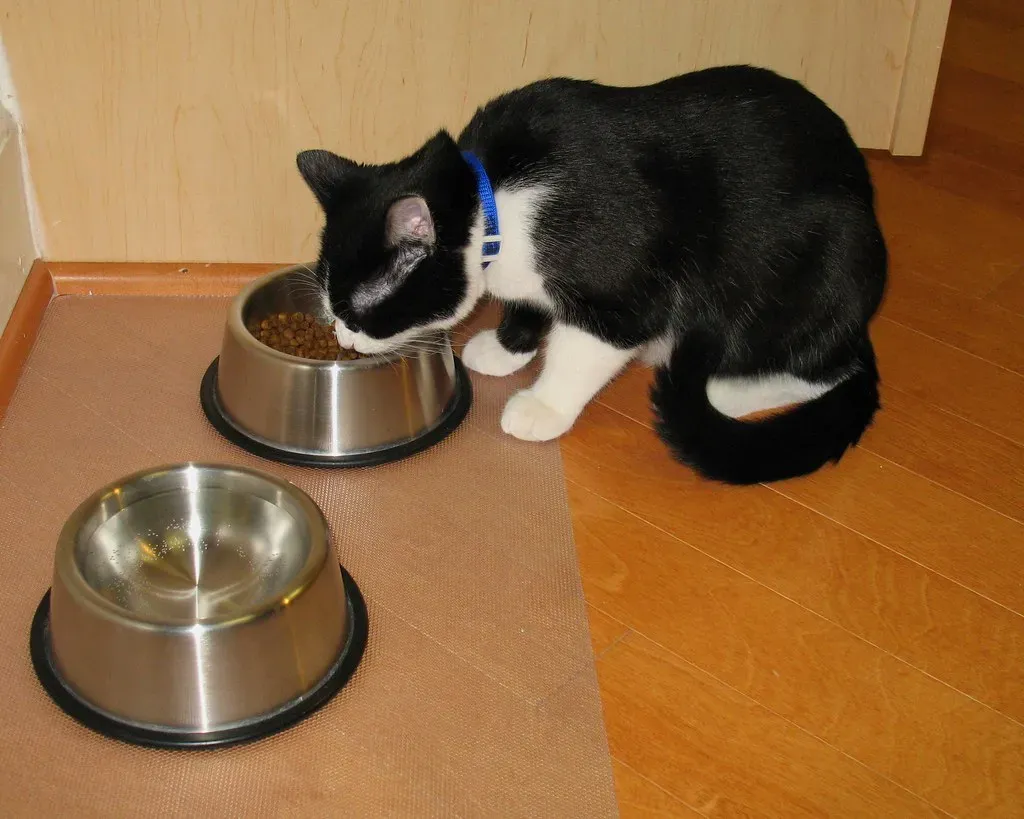 Stainless Steel Bowls That Stay Clean and Safe (Image Credits: Flickr)