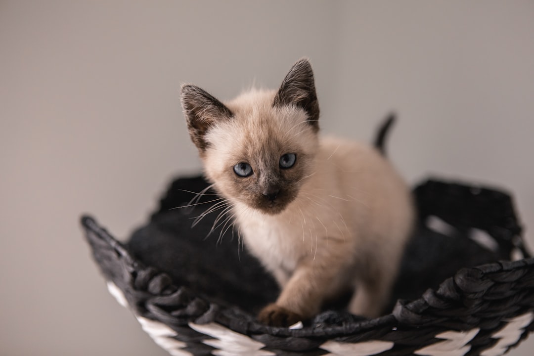 Siamese Kittens: Vocal Athletes With Endless Stamina (Image Credits: Unsplash)