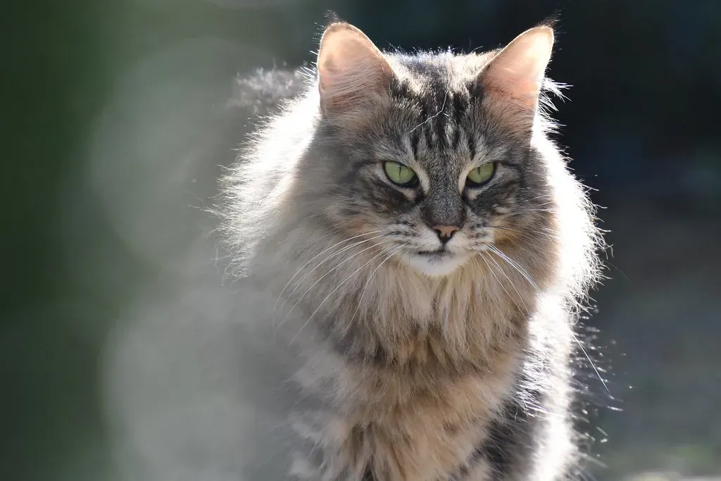 Virgo's Nightmare: The Norwegian Forest Cat (Image Credits: Flickr)