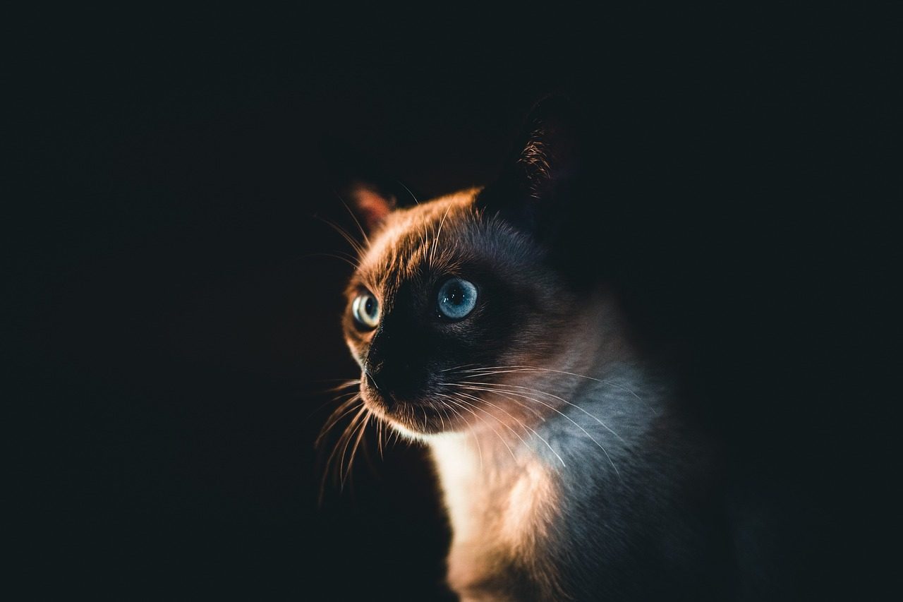 Siamese Cats: The Vocal Night Shift Workers (Image Credits: Pixabay)