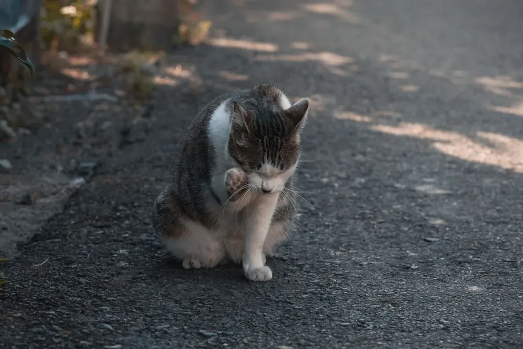 They Give Your Days Structure and Purpose (Image Credits: Unsplash)