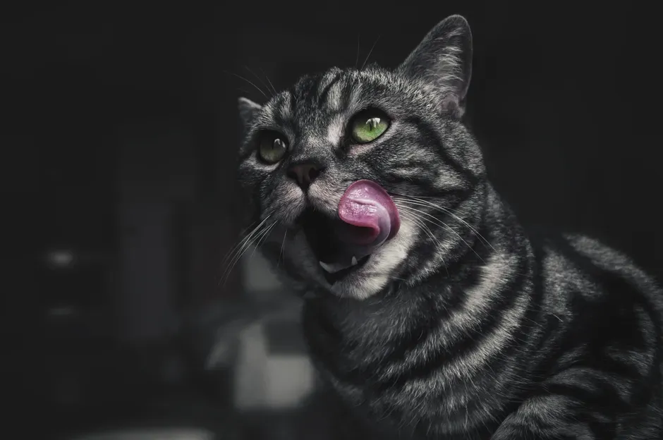 Licking Often Comes With Other Body Language You Should Read Together (Image Credits: Pexels)