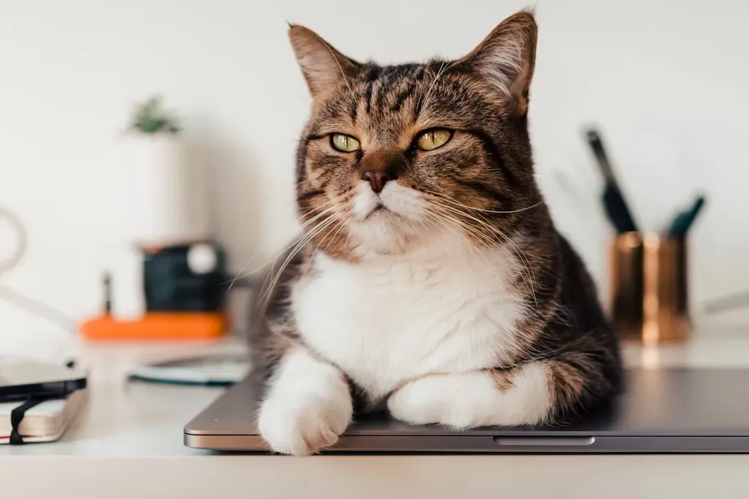 They're Claiming Your Workspace as Their Own Territory (Image Credits: Unsplash)