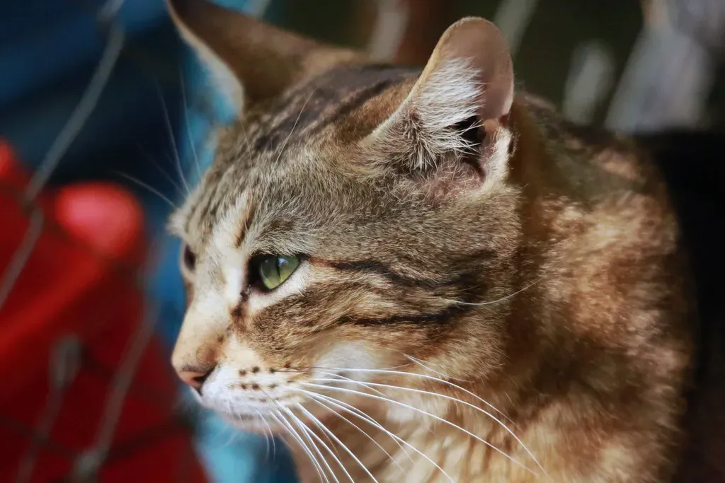 Chattering at Birds: Frustrated Hunting Instinct (Image Credits: Flickr)