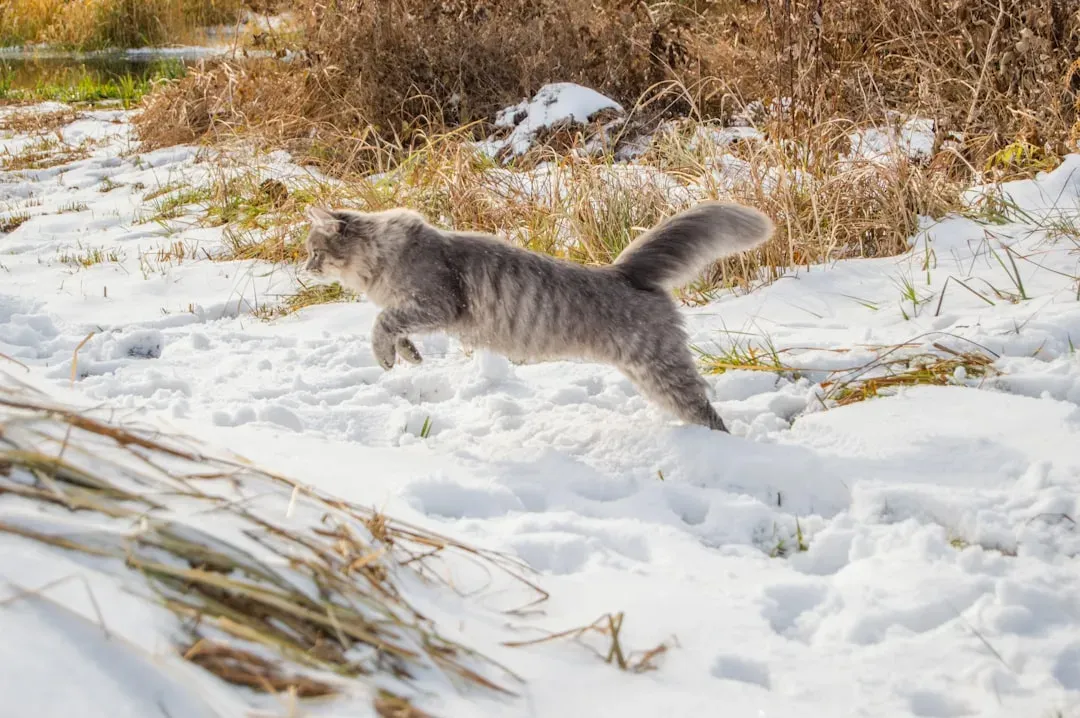 The Zoomies: Sudden Bursts of Wild Energy (Image Credits: Unsplash)