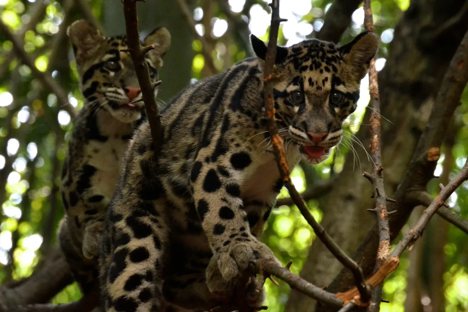 Masters of the Vertical World (Image Credits: Wikimedia)