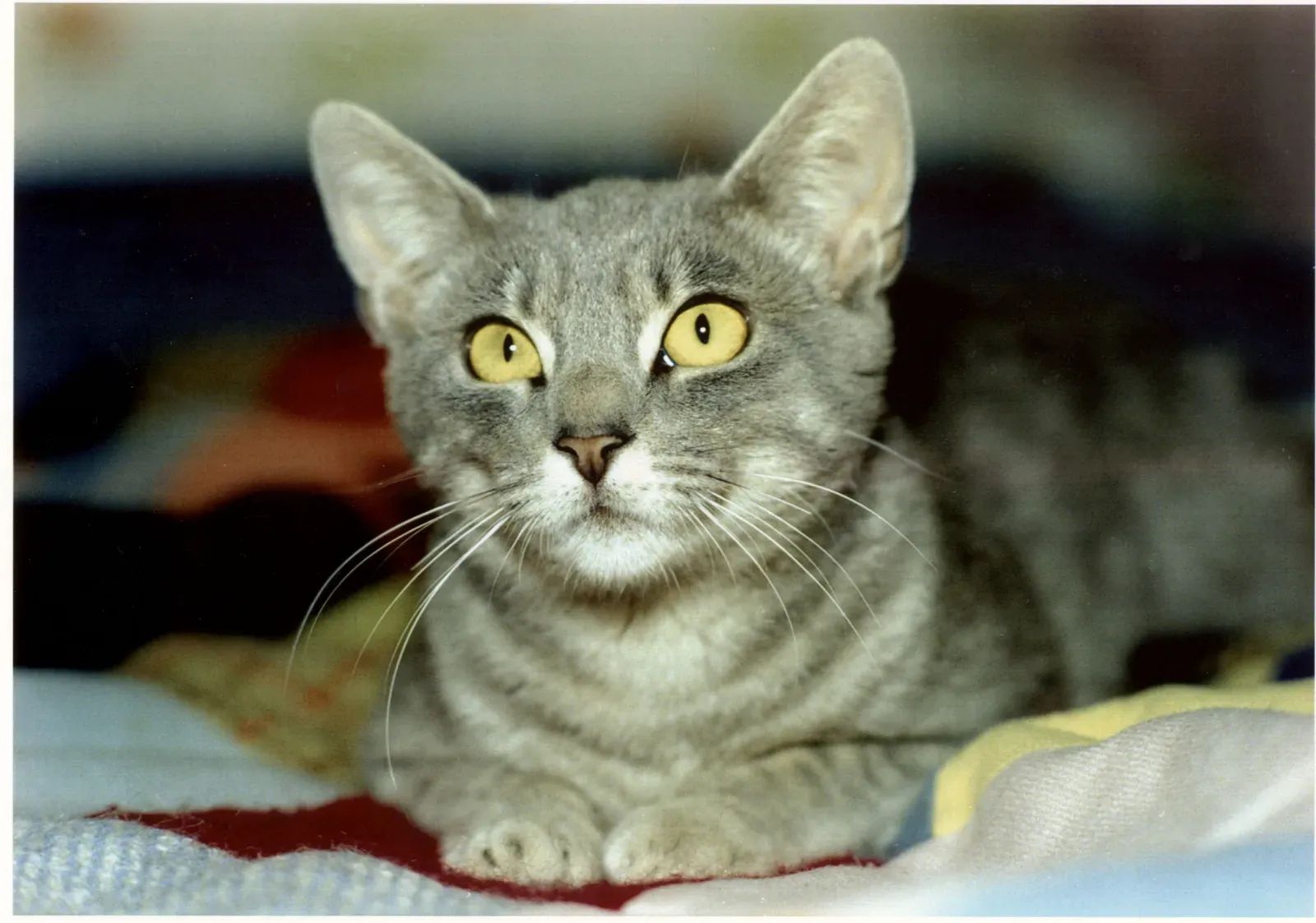 #10 - The Korat: Reserved, Watchful, and a True One-Person Cat (By Nancy Wong, CC BY-SA 4.0)