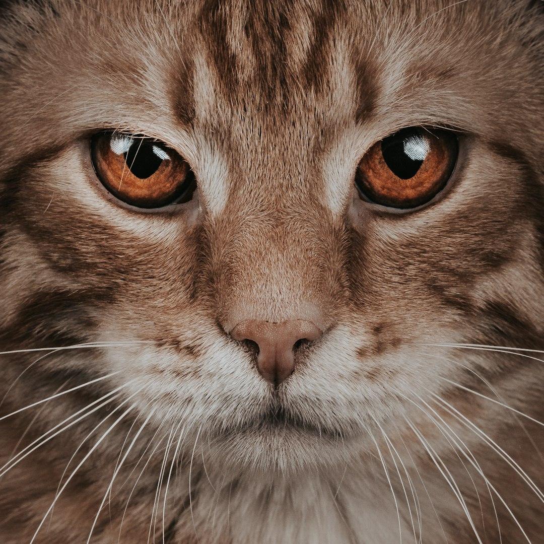 Eyes: The Windows to Your Cat's Soul (Image Credits: Unsplash)