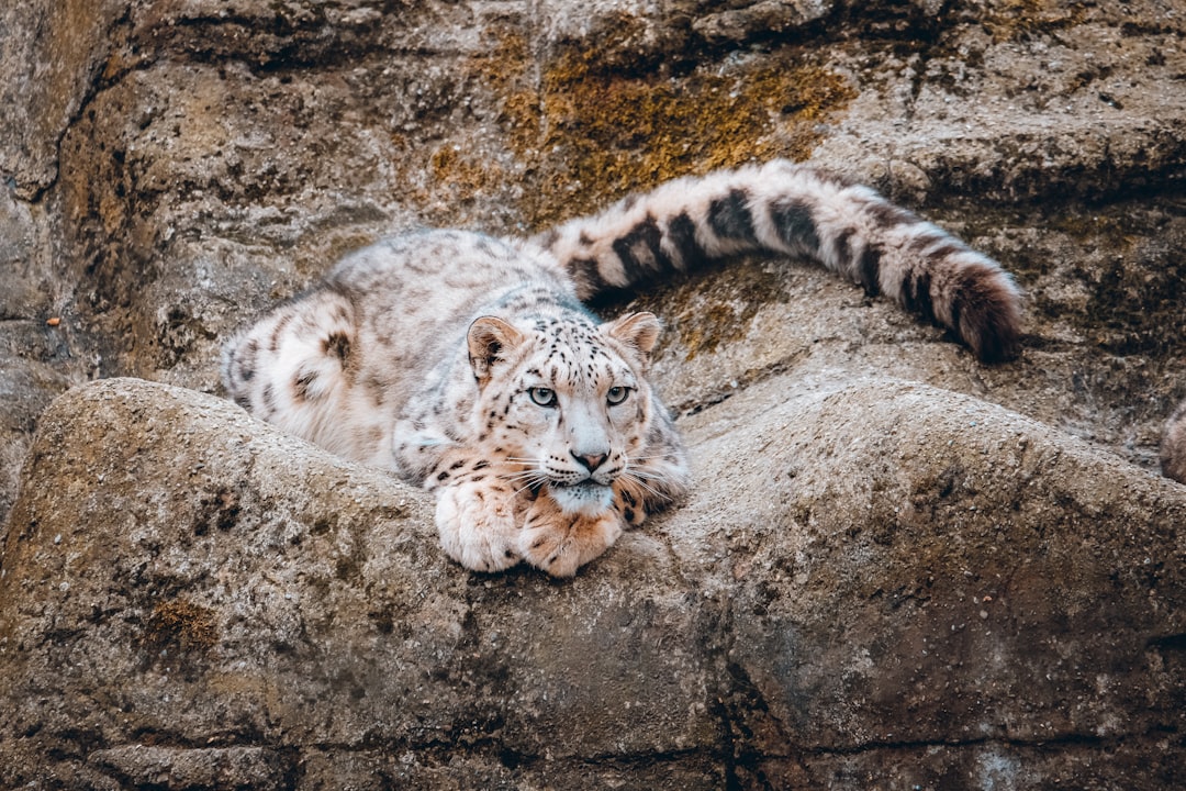 Snow Leopard: The Ghost of the Mountains (Image Credits: Unsplash)