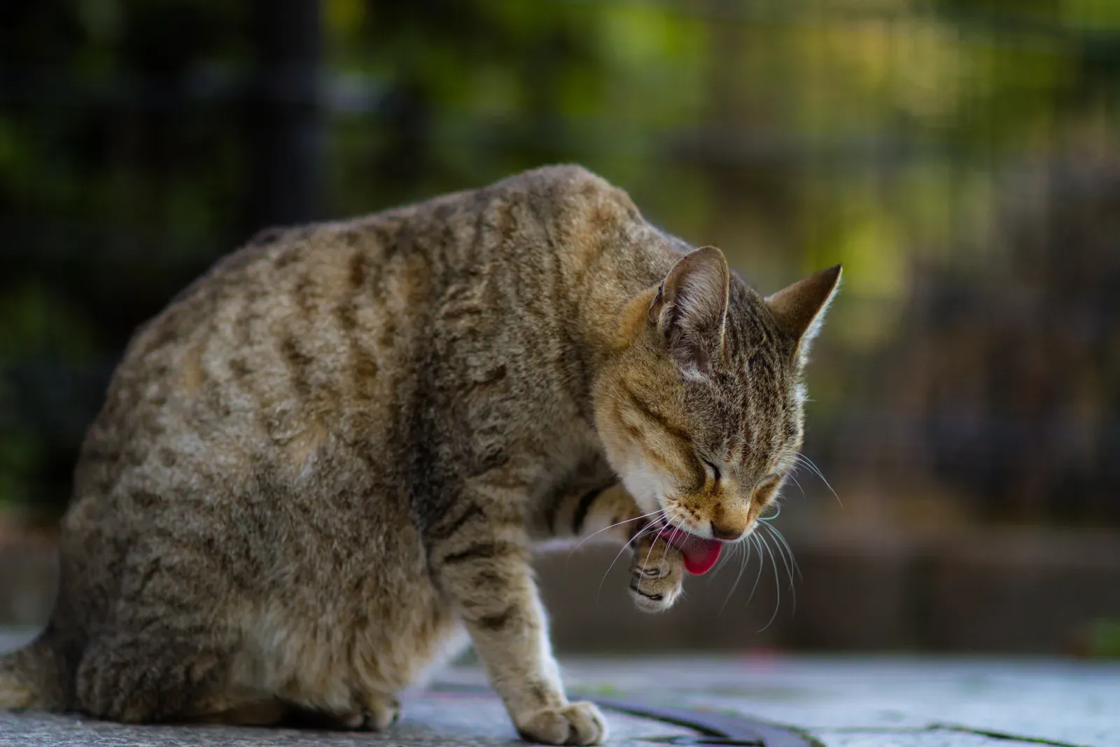 #10 The Sudden Urge to Groom at the Worst Possible Times (A cat grooming, CC BY-SA 2.0)