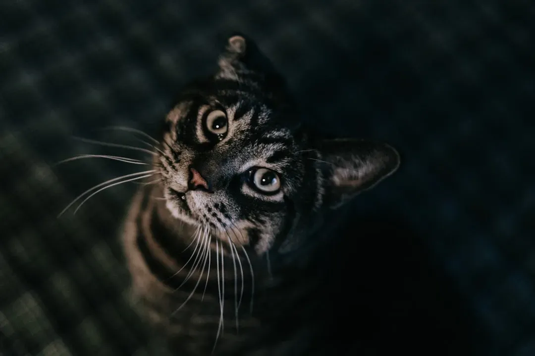 Scorpio's Intensity Overwhelms Feline Friends (Image Credits: Unsplash)