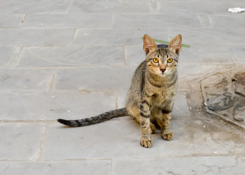 From Temples to Tombs: Cats as Sacred Companions (Image Credits: Flickr)