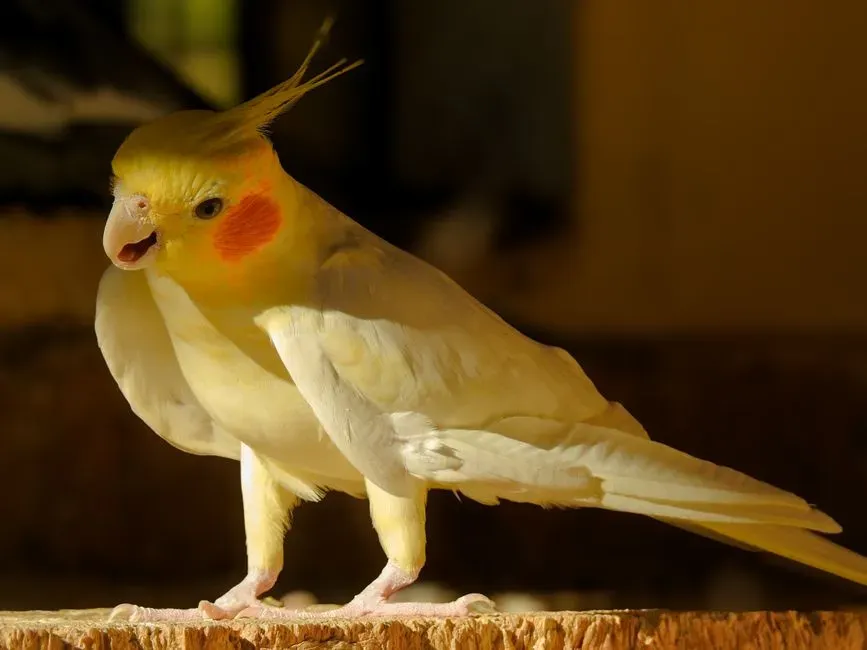4. Vocalizing More When You’re Around (Image Credits: Pexels)