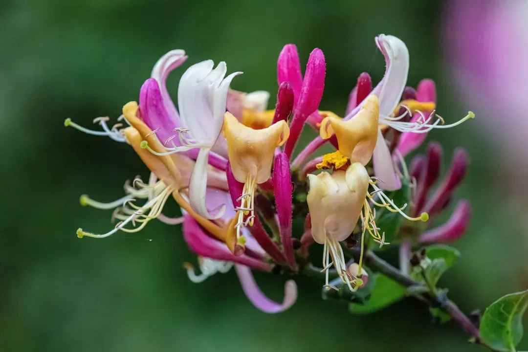 Honeysuckle: A Floral Favorite With a Gentle Effect (Image Credits: Unsplash)