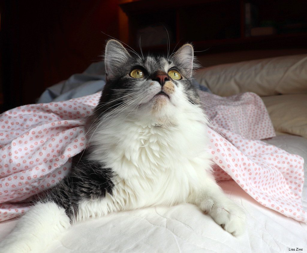 Fresh Laundry Triggers Comfort-Seeking Behavior (Image Credits: Flickr)