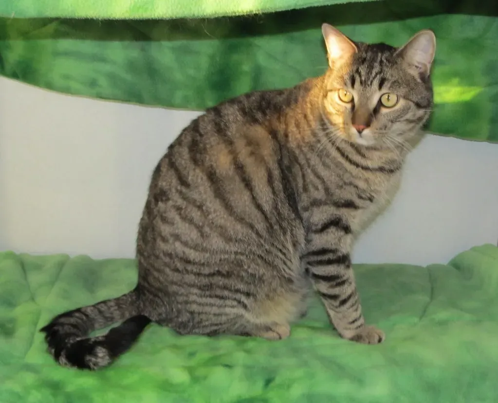 Turning Their Back on You Mid-Conversation (Image Credits: Flickr)