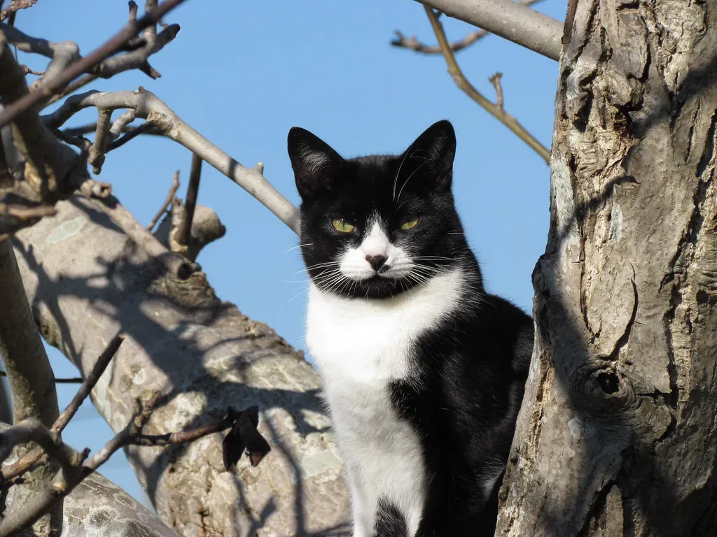 Cats Are Natural-Born Observers - And That's Where It All Starts (DanielaC173, Flickr, CC BY-SA 2.0)