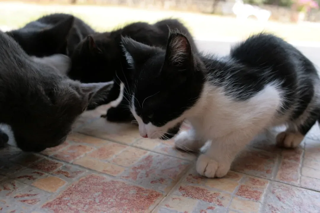 Your Cat's Early Weeks Shape Their Entire Personality (Image Credits: Unsplash)