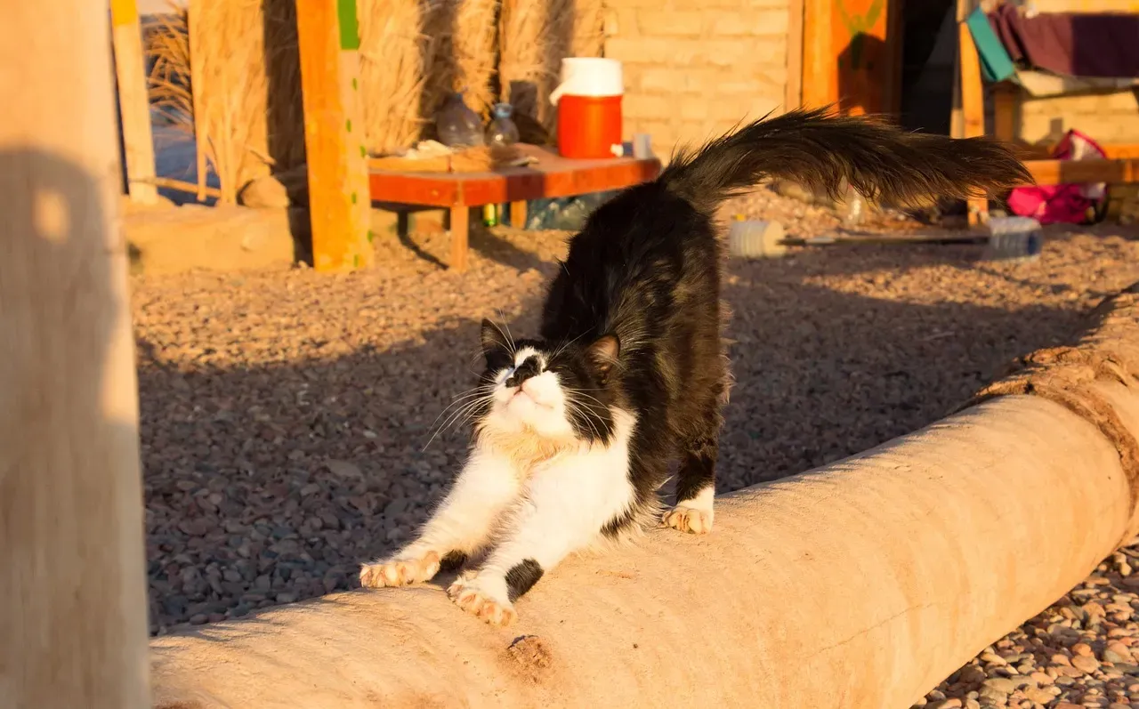 An Evolutionary Blueprint Written in Desert Sand (Image Credits: Pixabay)