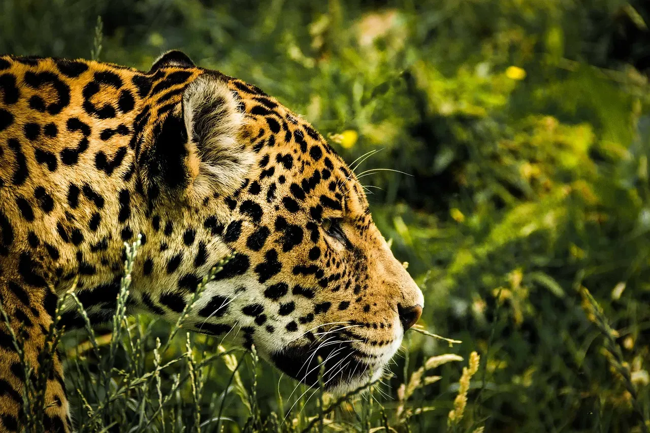 What Jaguar Recovery Would Mean for Ecosystems (Image Credits: Pixabay)