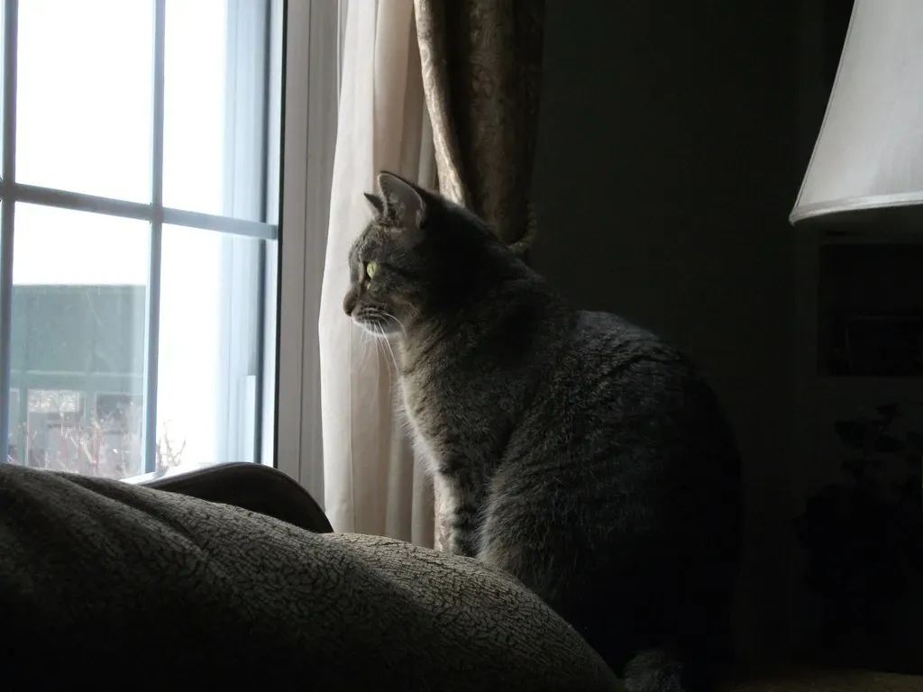 Your Cat Is Actually Tracking Your Routine (OhLizz, Flickr, CC BY-SA 2.0)