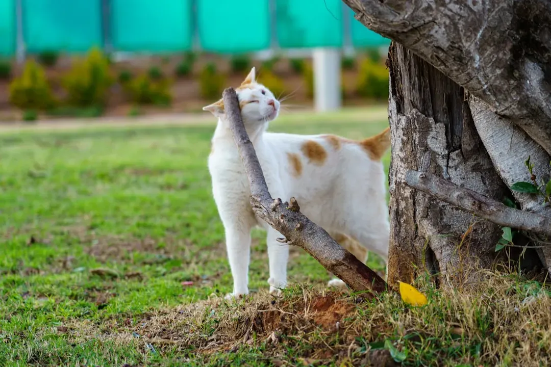 6. Scent Marking - The Invisible Message Board (Image Credits: Unsplash)