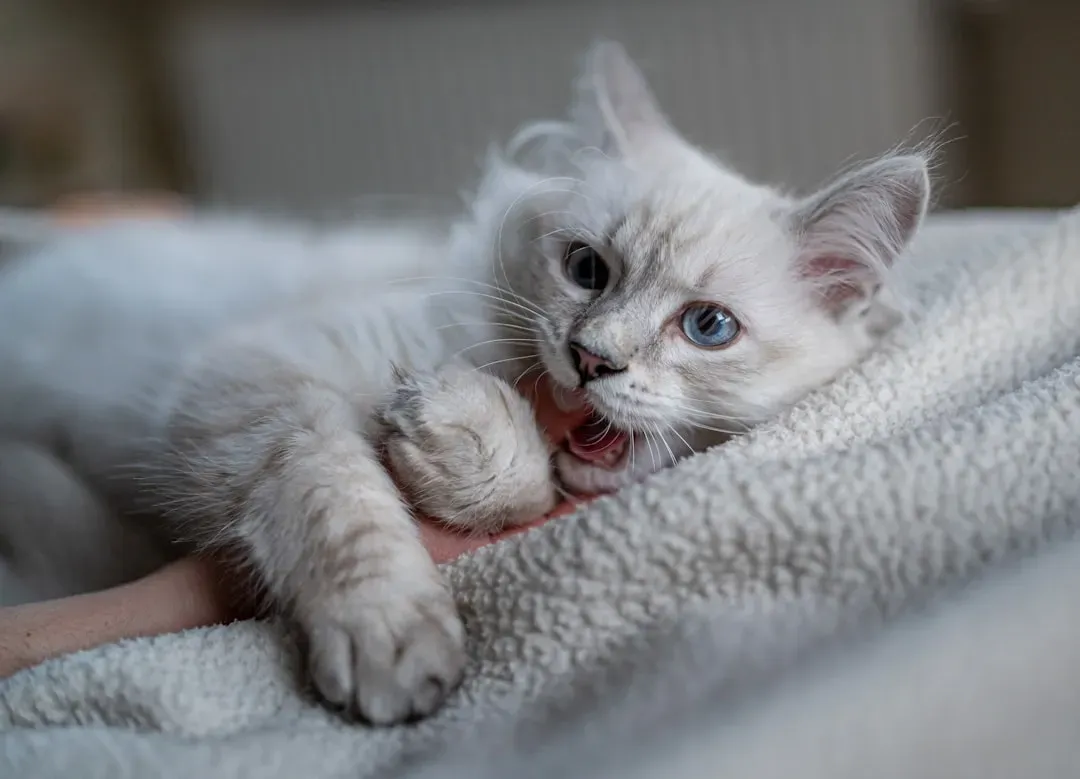 Kittens and Early Learning: When Bad Habits Are Born (Image Credits: Unsplash)