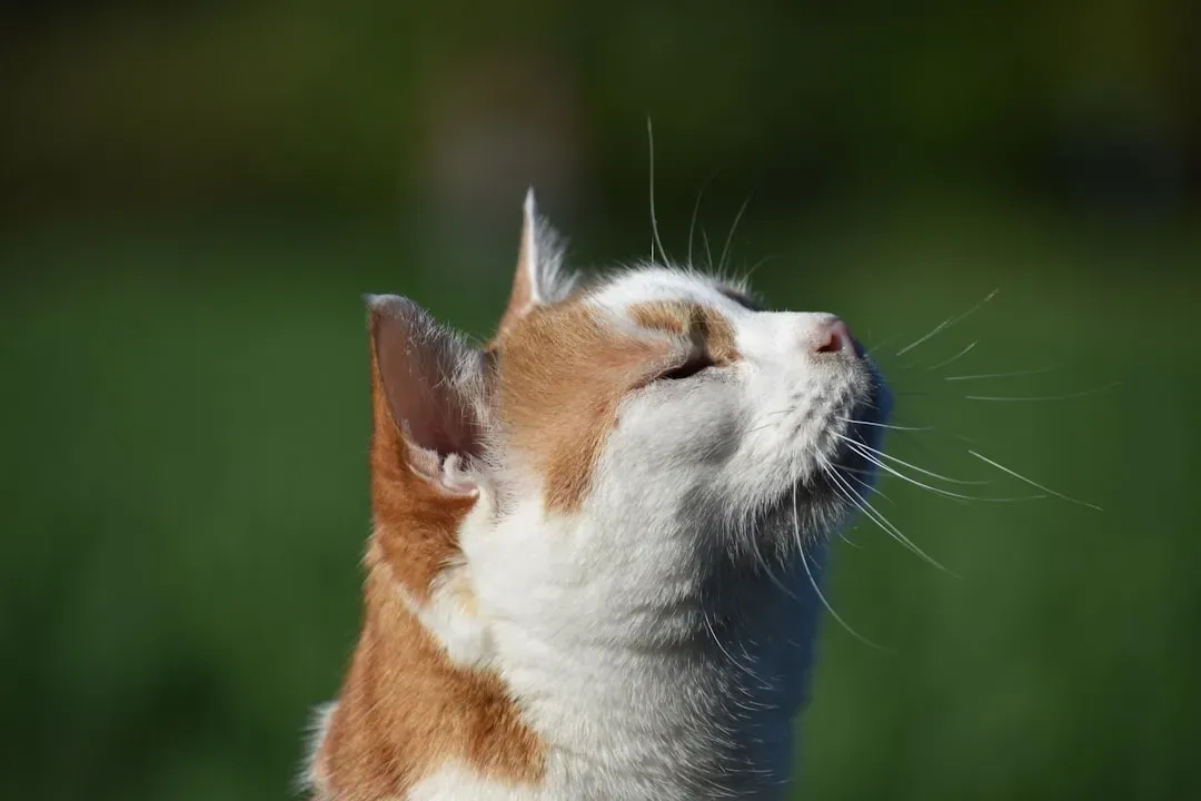The Frequency of Healing Hidden in Every Purr (Image Credits: Unsplash)