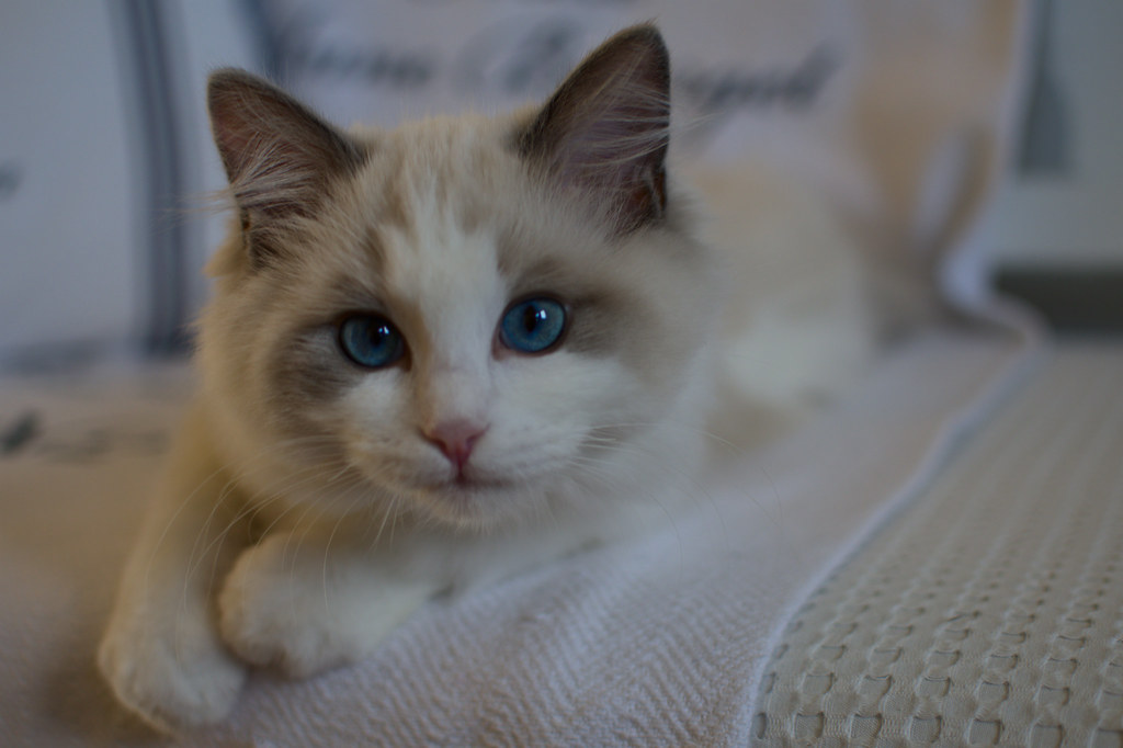 Creating Peaceful Homes for Busy Families (Image Credits: Flickr)