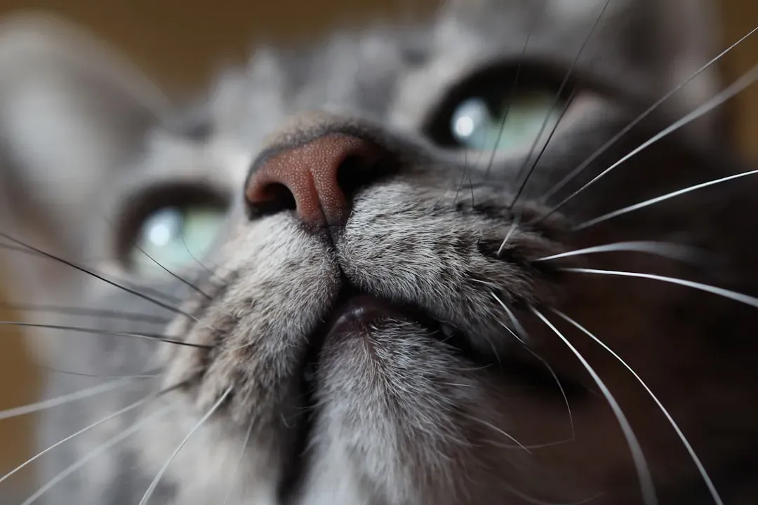#7 - The Nose Knows: 200 Million Reasons Your Cat Reads the World Differently (Image Credits: Unsplash)
